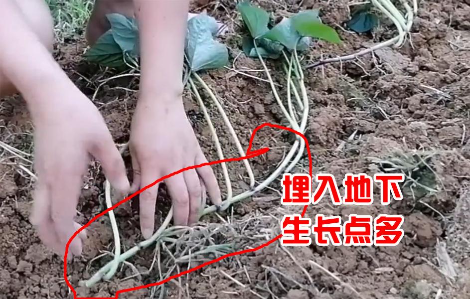 红薯苗移栽前注意事项,栽种红薯苗时如何施肥