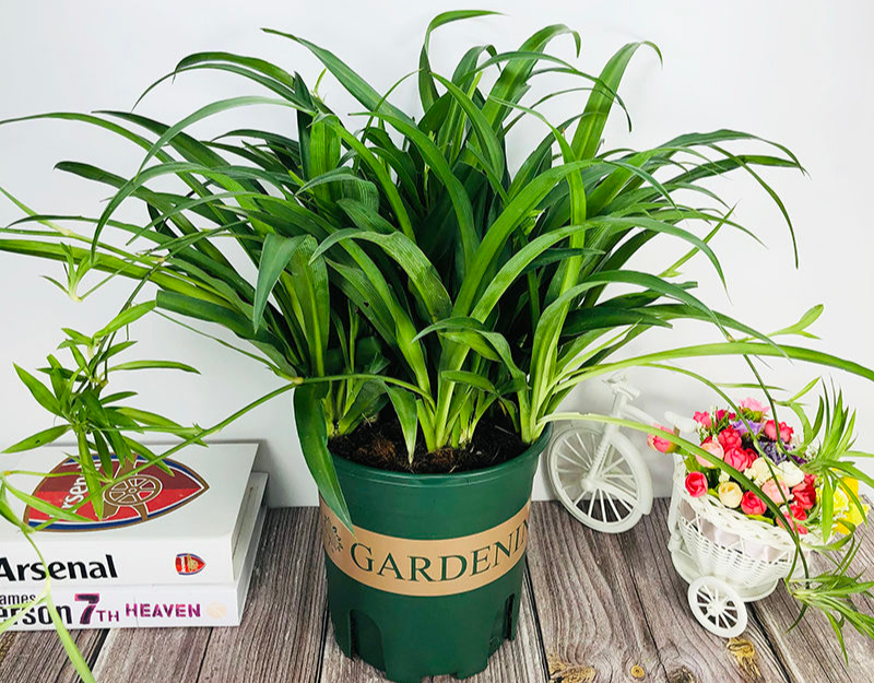 16种喜阴蔬菜,16种适合夏天养的花