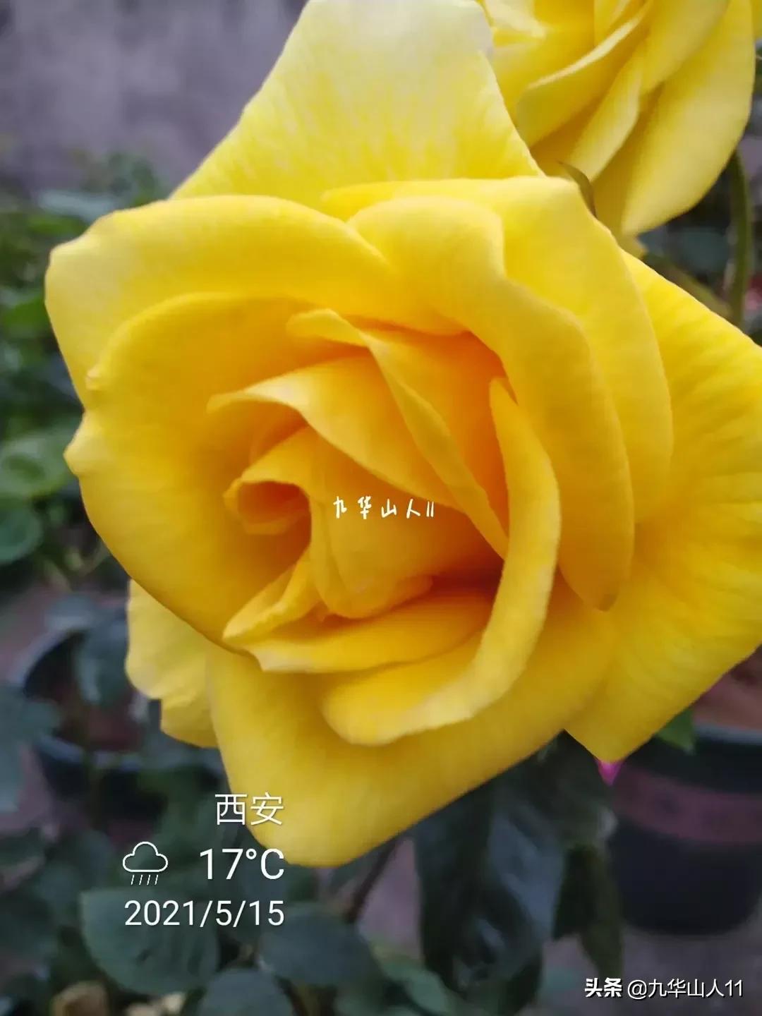 20cm大花重瓣月季品种,黄颜色大花月季是什么品种