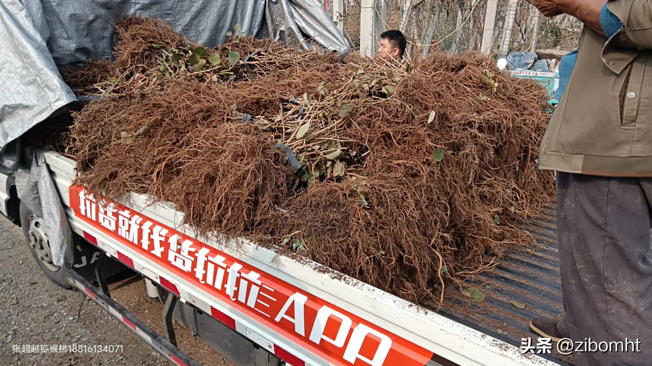 现在投资种植猕猴桃前景好吗,博山猕猴桃种植技术