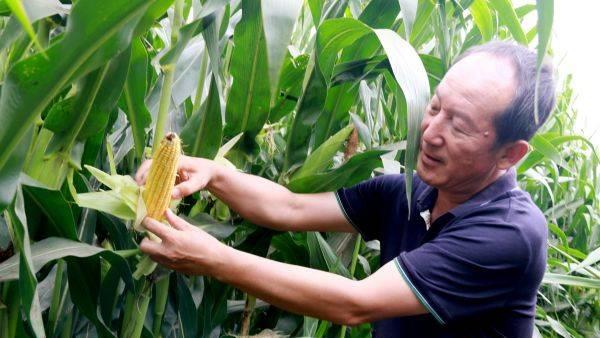 沃滴滴生物液态肥助力玉米、马铃薯高产新潮流，创造高产奇迹