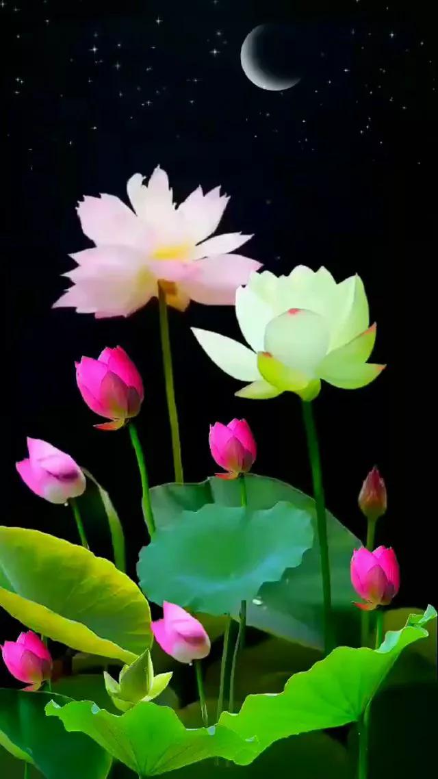 渡人先渡己最经典句子,人生感悟精辟句子渡人渡己