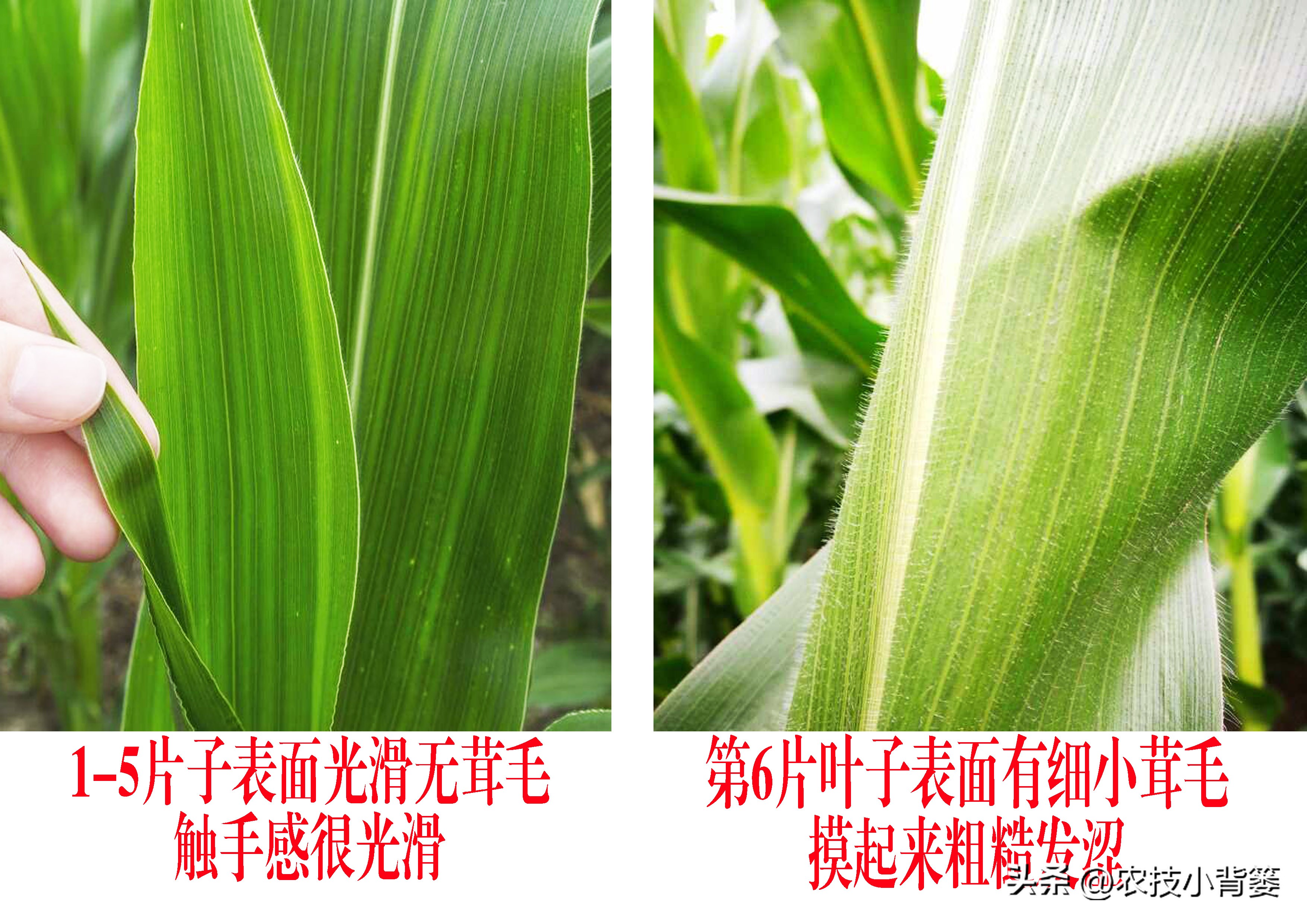 玉米管理几个关键时候,玉米的田间管理技术分哪三个时期