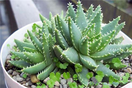 喜欢养花的人都会养什么花,喜欢养花的能不能养猫