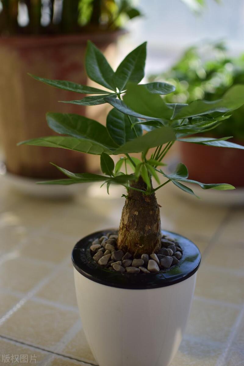 发财树叶子上为什么有粘液,发财树叶子粘液啥原因