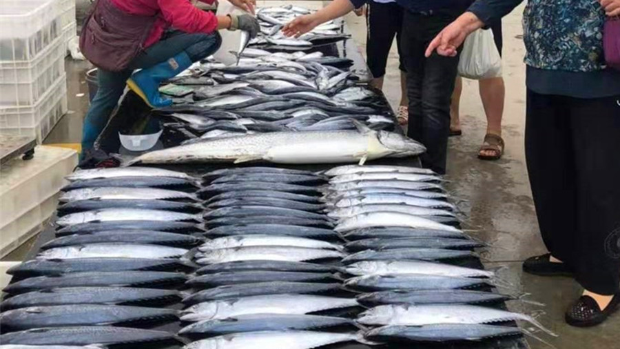 买什么鱼最好吃又便宜,去市场买鱼专挑这5种便宜又好吃