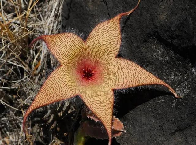 罕见漂亮的鲜花,全球最漂亮的鲜花