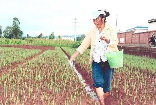 苍山大蒜越冬前管理,秋种大蒜安全越冬的措施