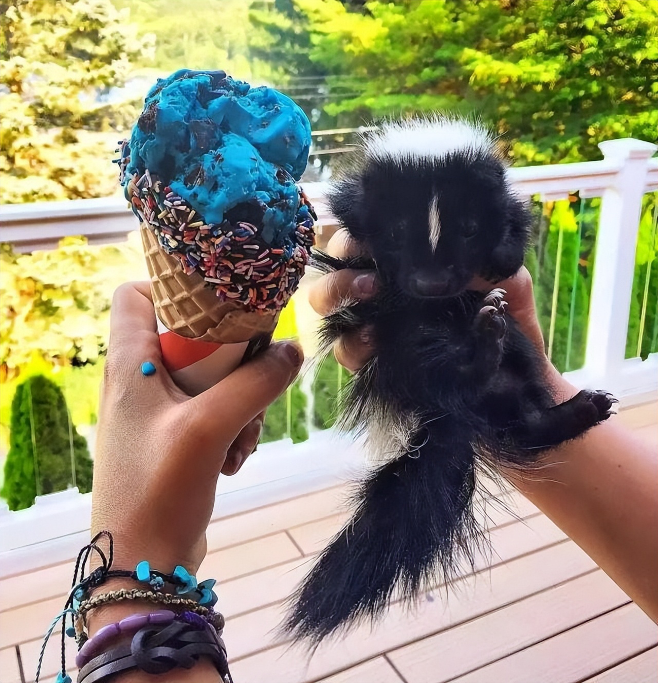 臭鼬世界上最臭的动物,为什么臭鼬是最臭的动物