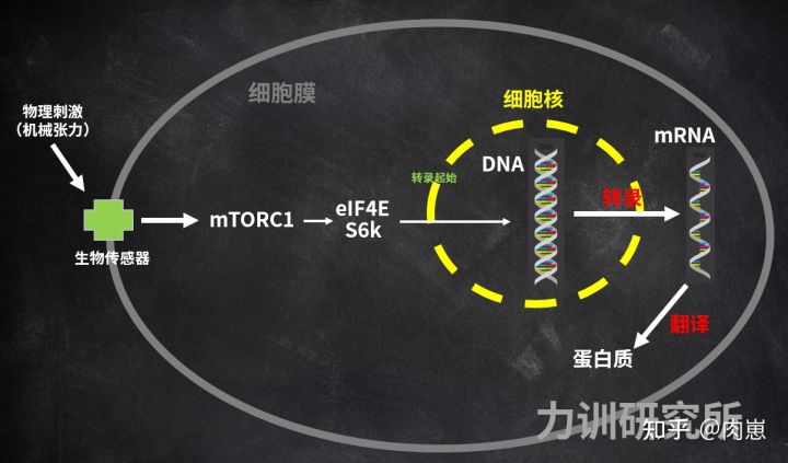 健身增肌好处的简介,锻炼和健身增肌的原理