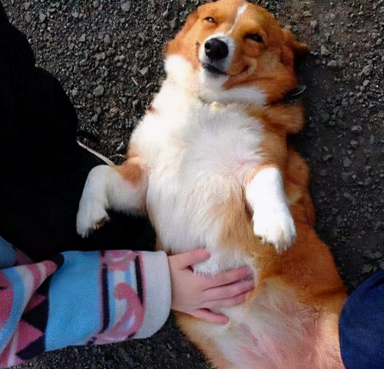 狗的神奇开关是什么,狗上面的神奇开关