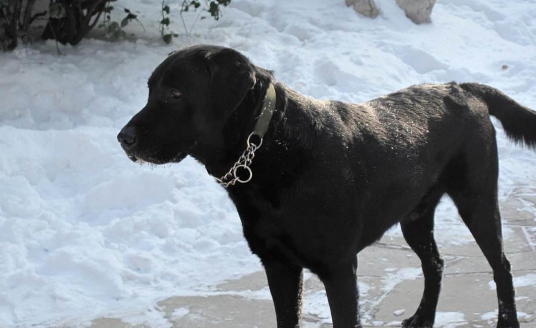 拉布拉多为什么会有不同颜色,拉布拉多犬黑色的好还是白色的好