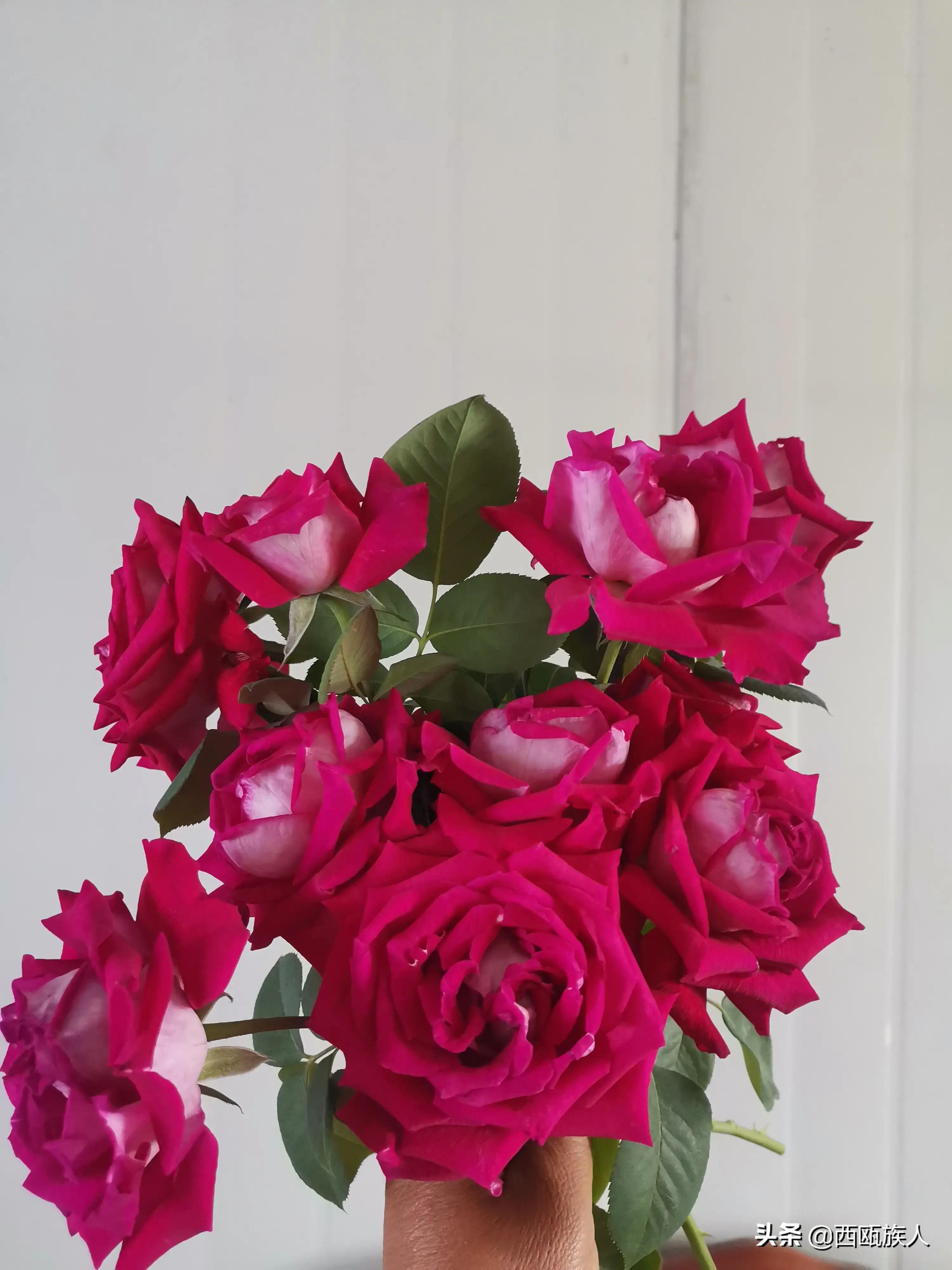 月季花最佳观赏时间,月季花鲜切花养护方法