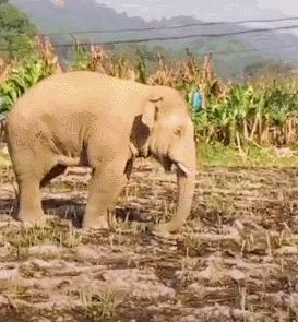 “谁再给猫喝酒，我扇烂ta的嘴巴！”