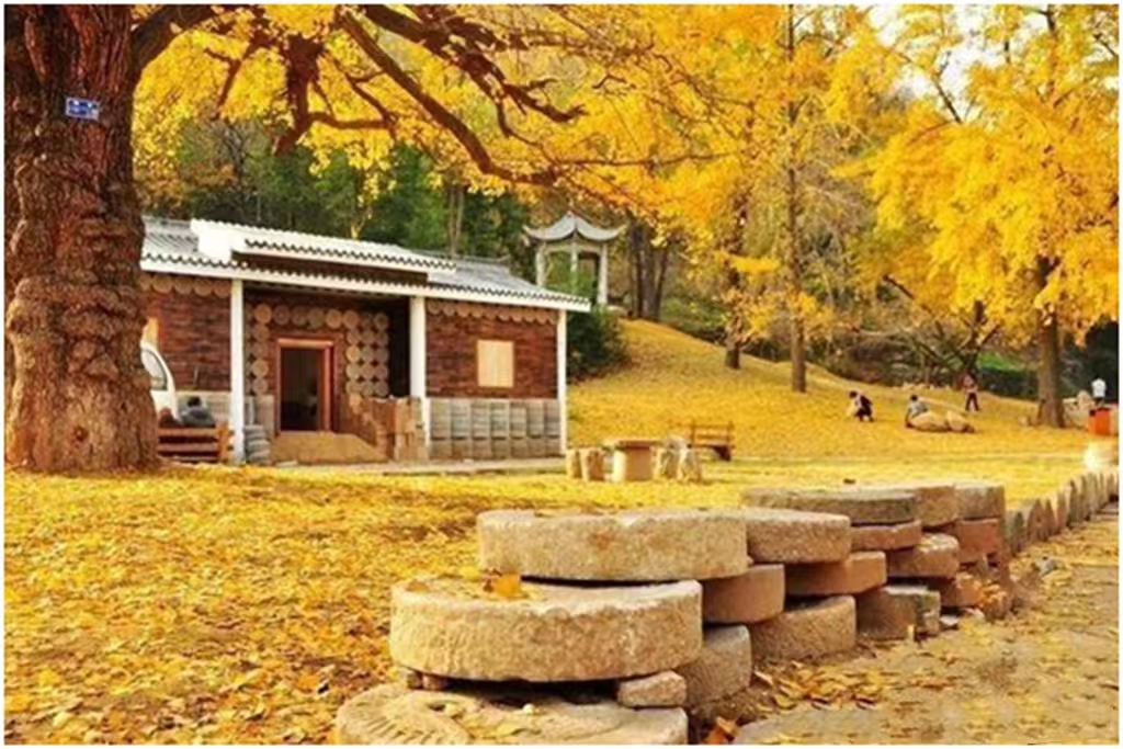 中国千年银杏谷住宿,中国千年银杏谷