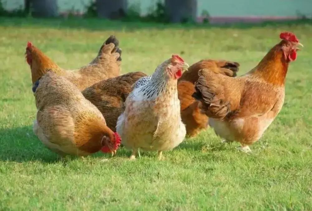 鸡你太美为什么会成为烂梗,鸡你太美是什么网络烂梗