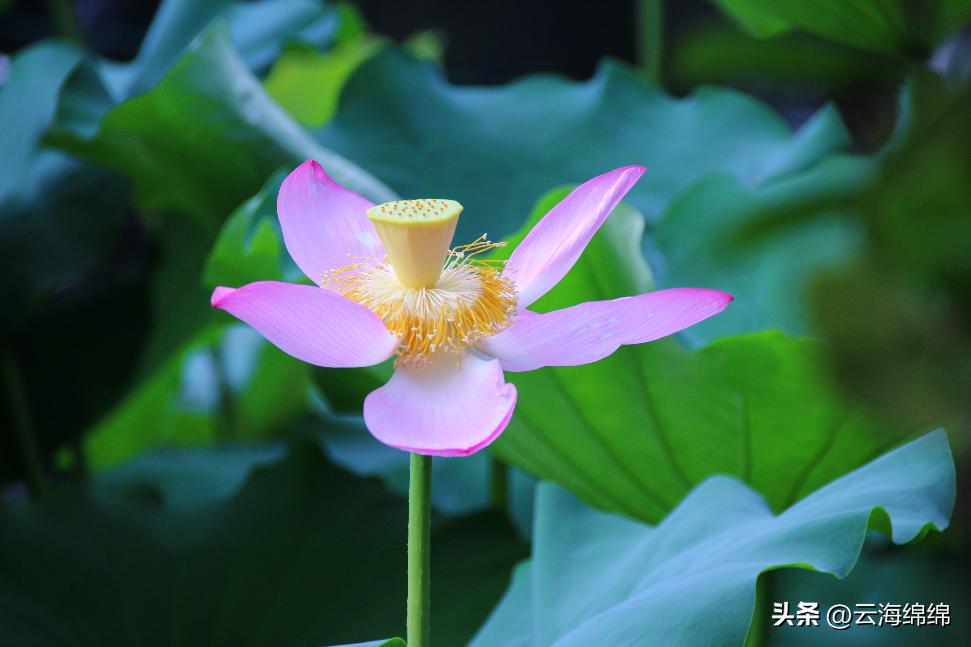 夏日荷花别样红照片,夏日荷花别样红手工
