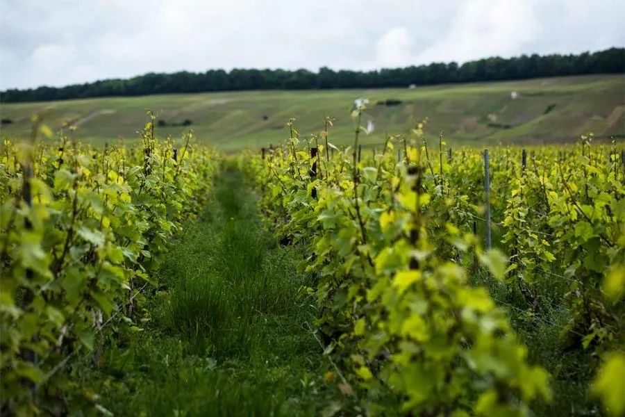 香槟葡萄园旅行,旅游香槟