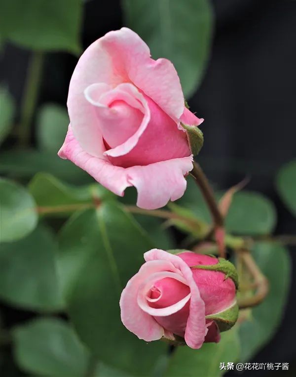 浓香型多季开花的月季,法国橙色浪漫月季