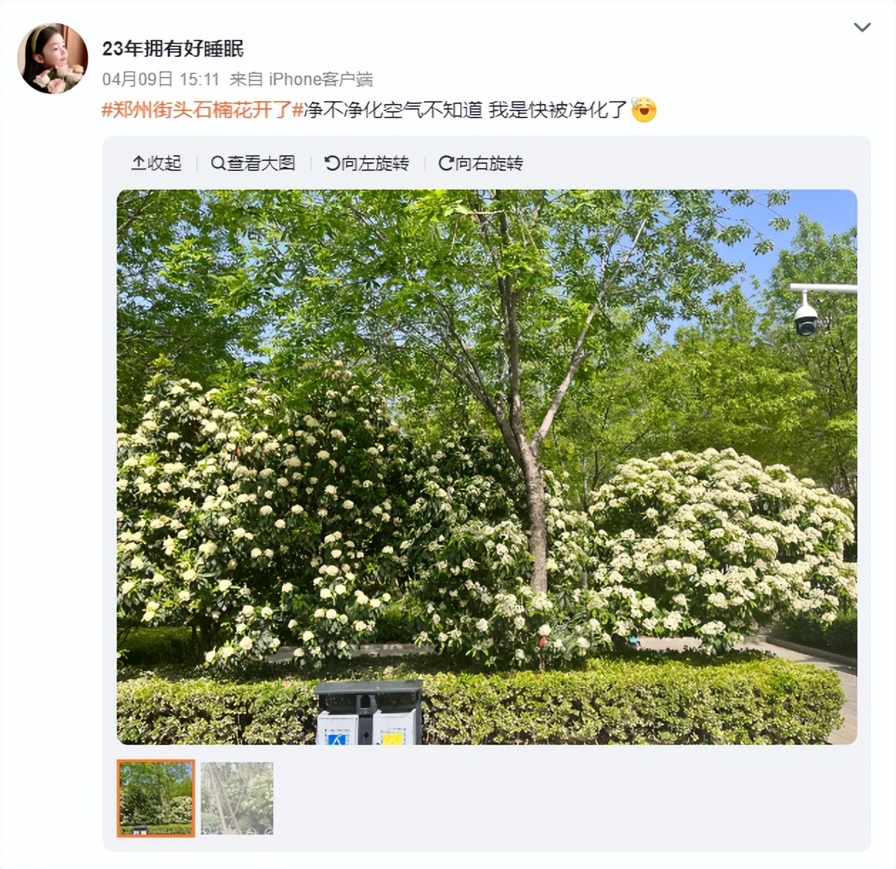 石楠花很香啊为什么有人觉得臭,石楠花那么臭为什么要种那么多