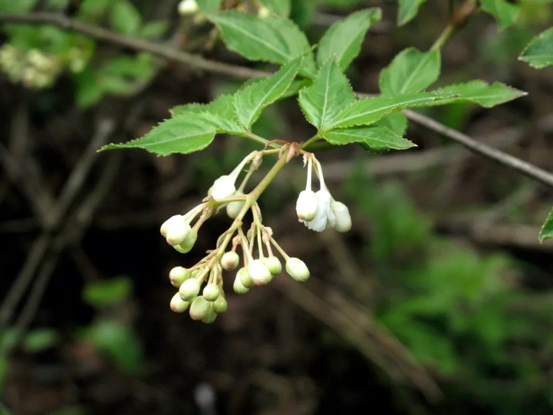 四明山华顶杜鹃,浙东华顶杜鹃群落