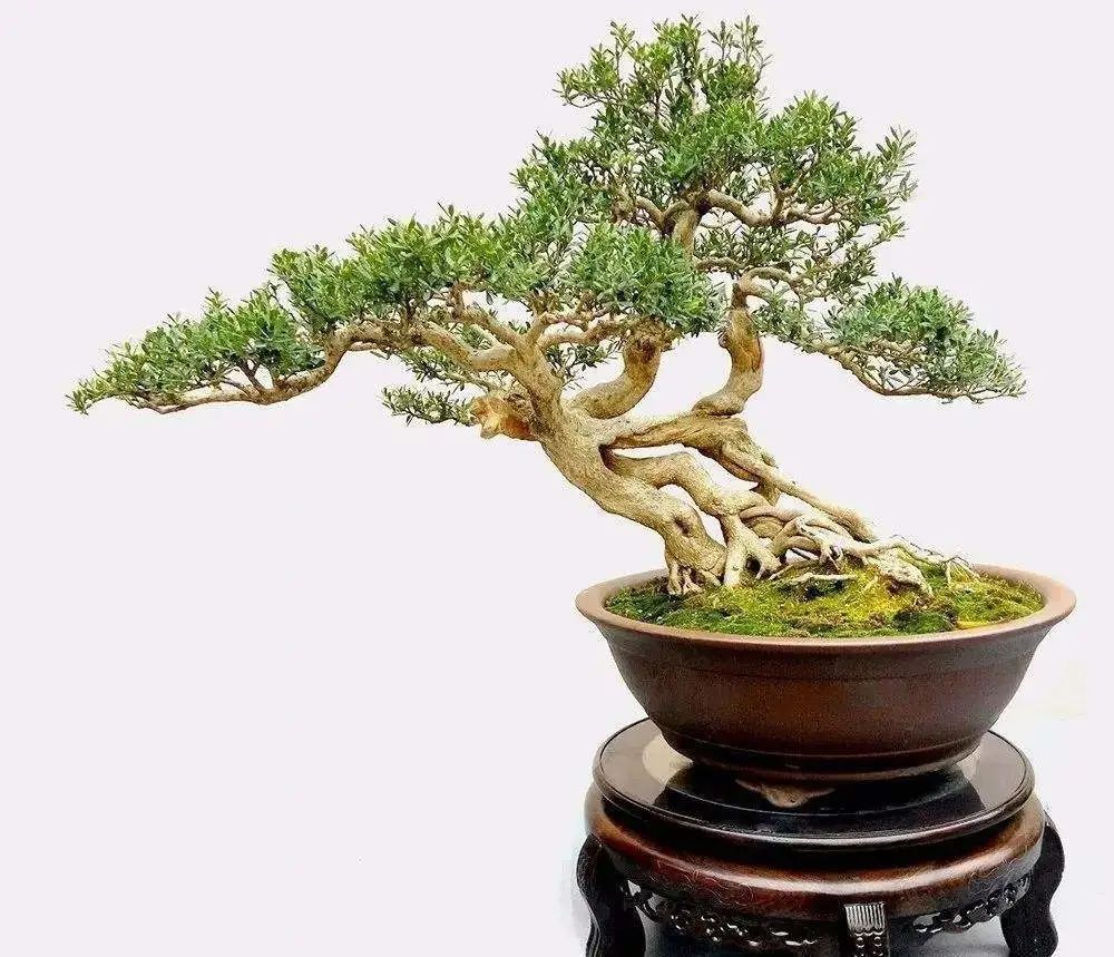 榆树盆景鸡爪枝修剪,映山红盆景花后怎样修剪枝