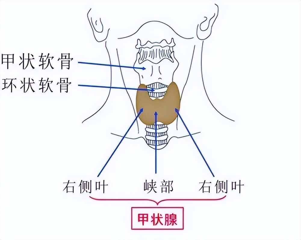 保护甲状腺（二）丨带你读懂甲状腺检查报告解析