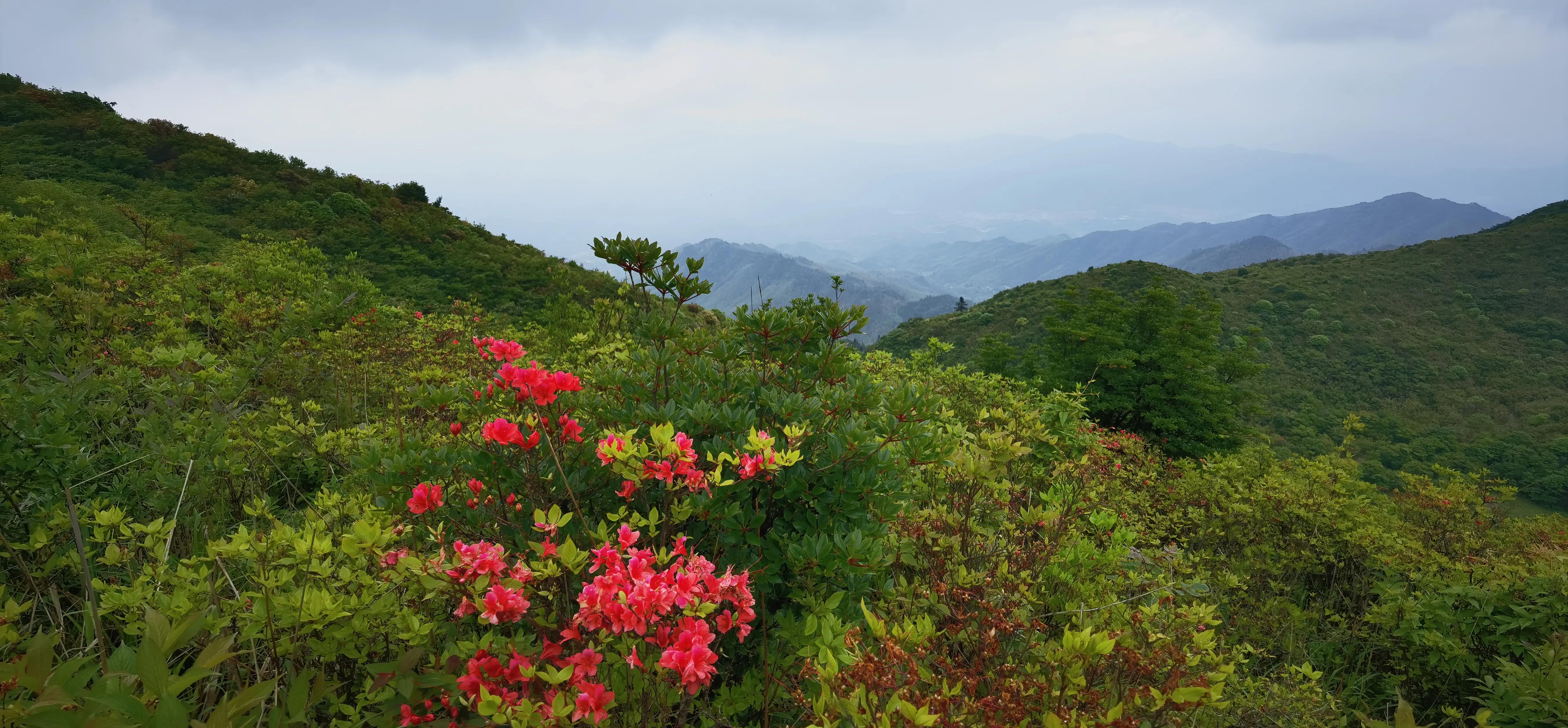 浏阳大围山森林公园浏阳河源头,大围山杜鹃花在哪个景点看