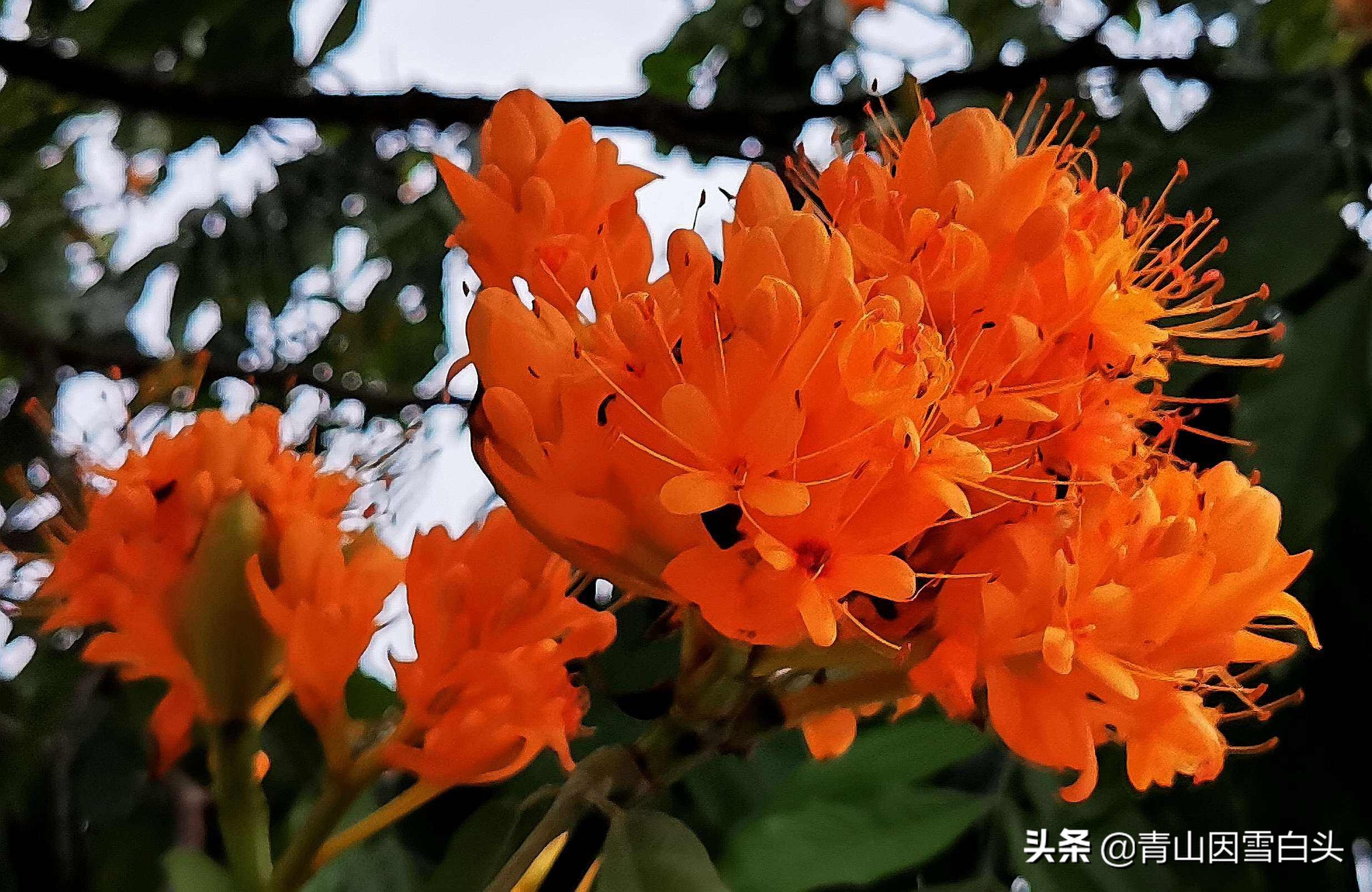 无忧花生长在哪里,无忧花与佛的联系