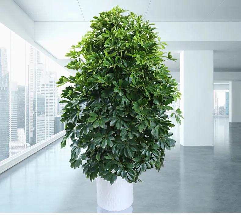 家中适合种的五种树,客厅里最好养的树幸福树怎么养