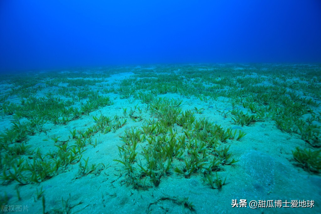 人类通过虎鲸发明了什么,人类首次发现虎鲸什么时候