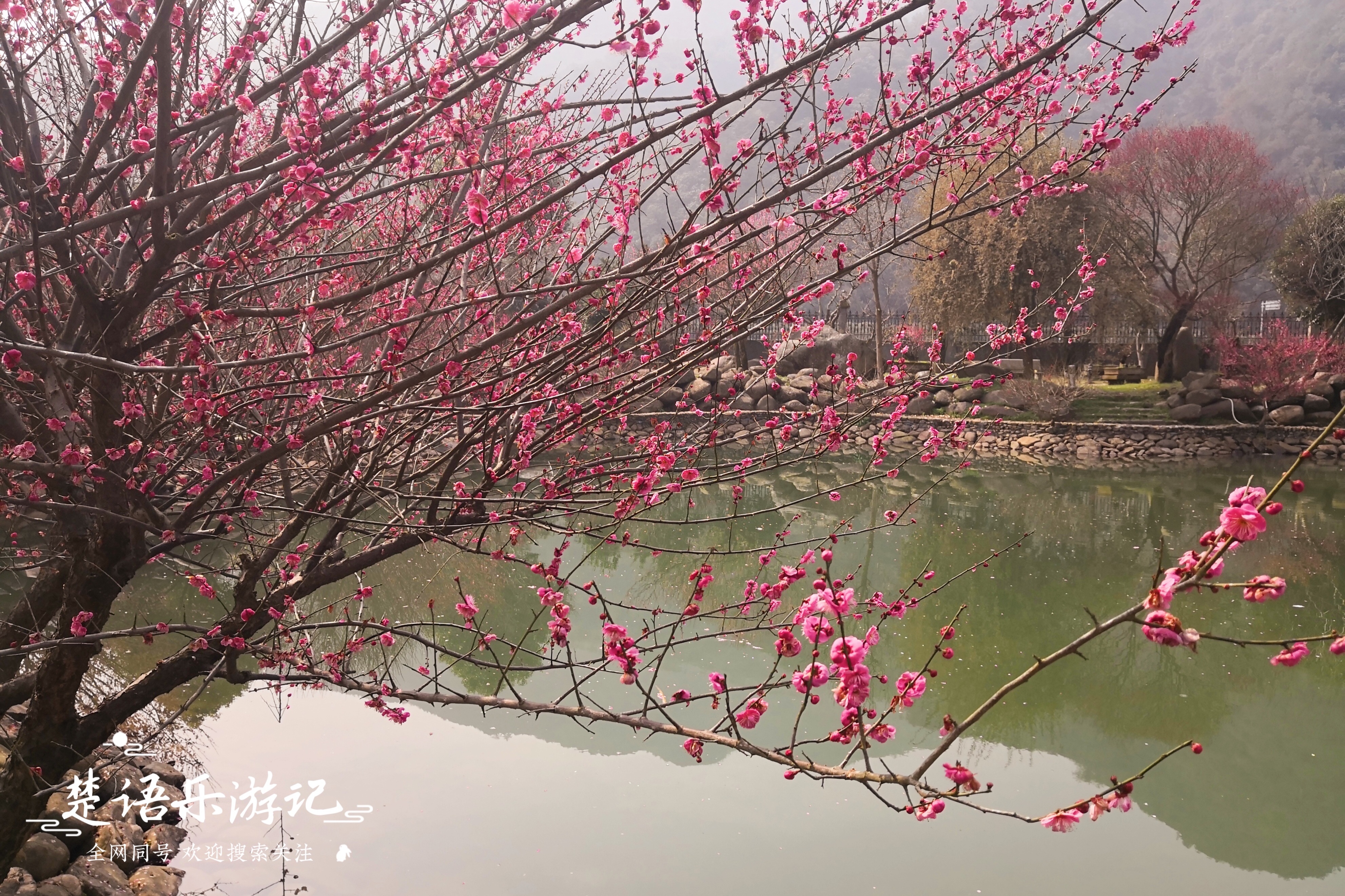 绍兴赏梅全攻略,浙江赏梅最好的地方