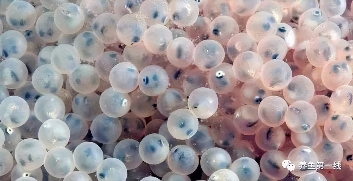 鱼卵水霉,鱼卵出现水霉病