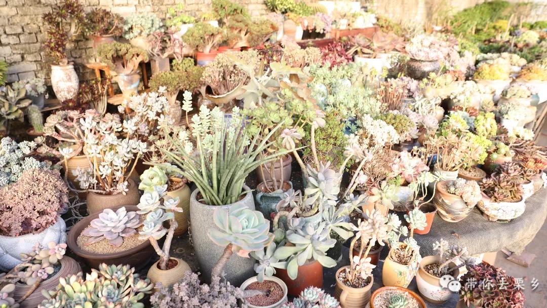 卖萌经济的生意经,卖萌生意的利润