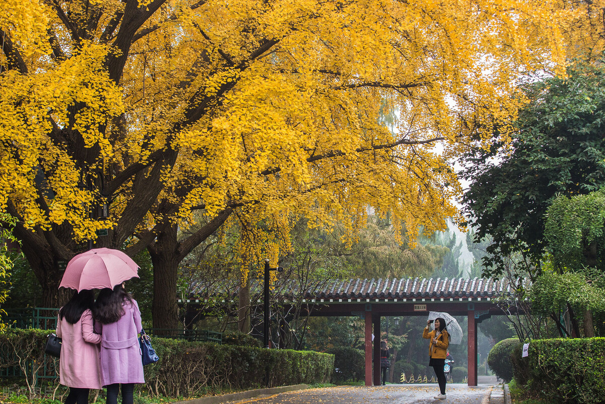 教师教学特色展示,名师教学的秘诀