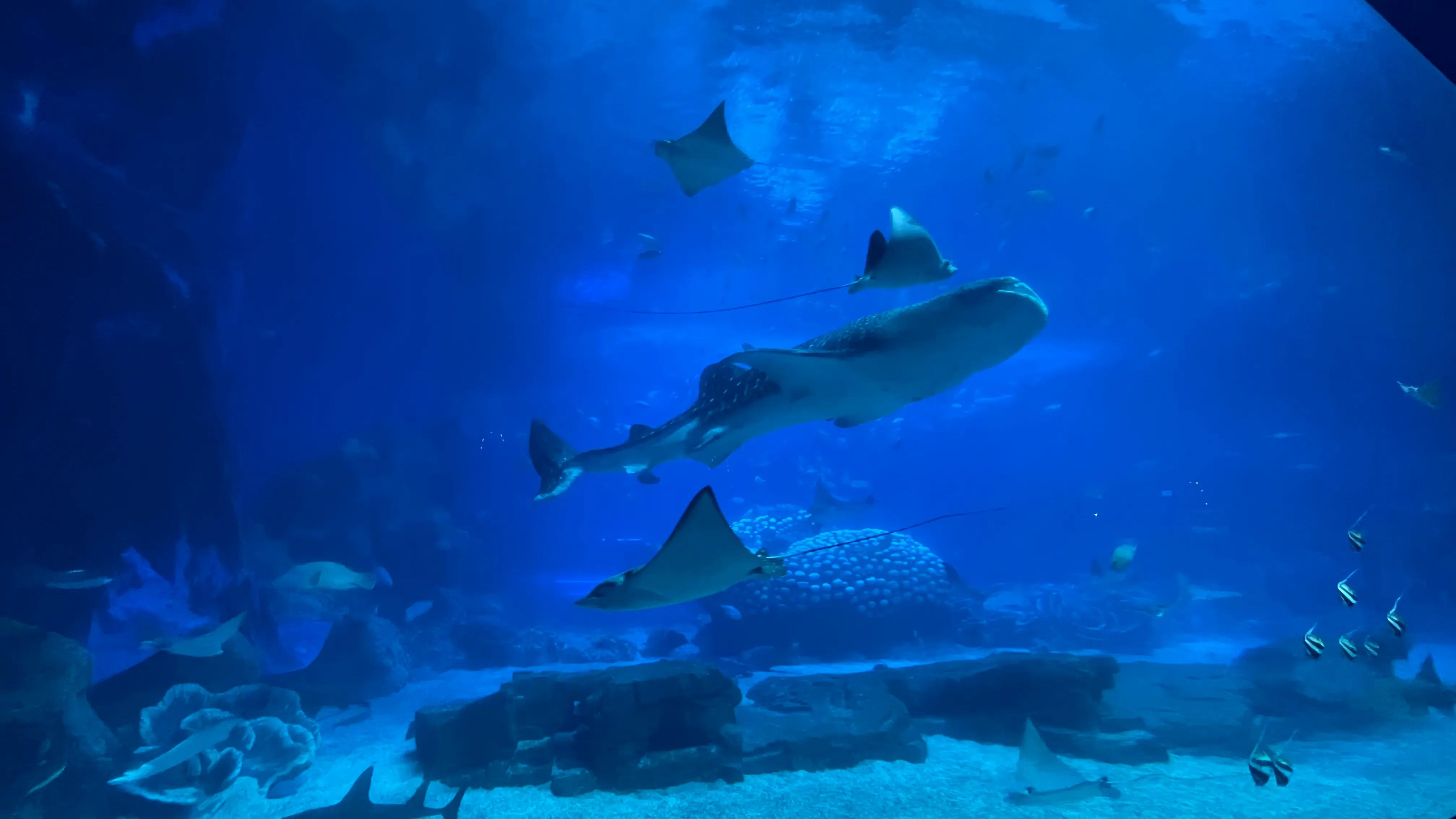 长隆野生动物园和珠海长隆海洋馆,珠海长隆海洋王国跟长隆动物园