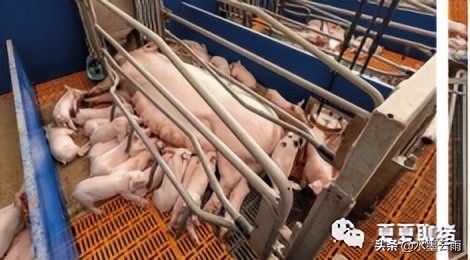 仔猪母猪产床,养猪技术母猪产床