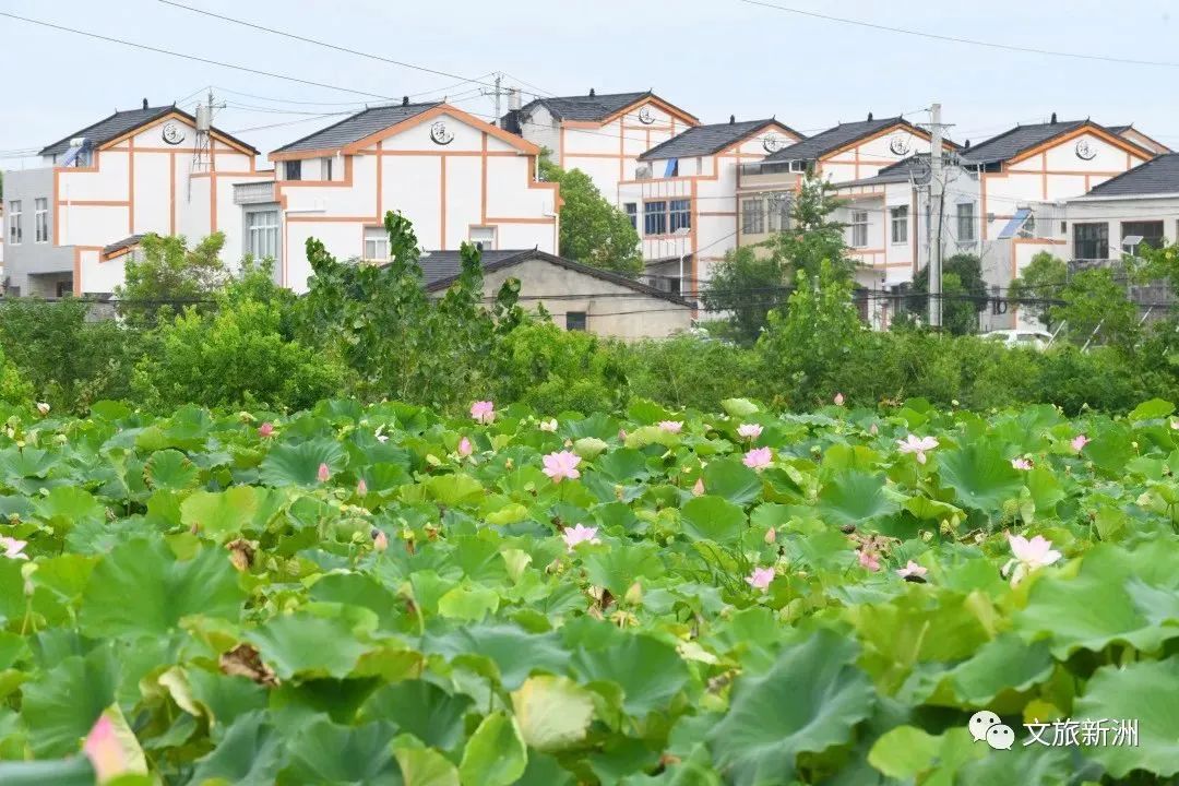 2022新洲文旅精彩不断，2023诗与远方步履不停