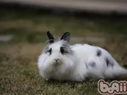 适合当宠物的小兔子,适合家庭当宠物养的四种小兔兔