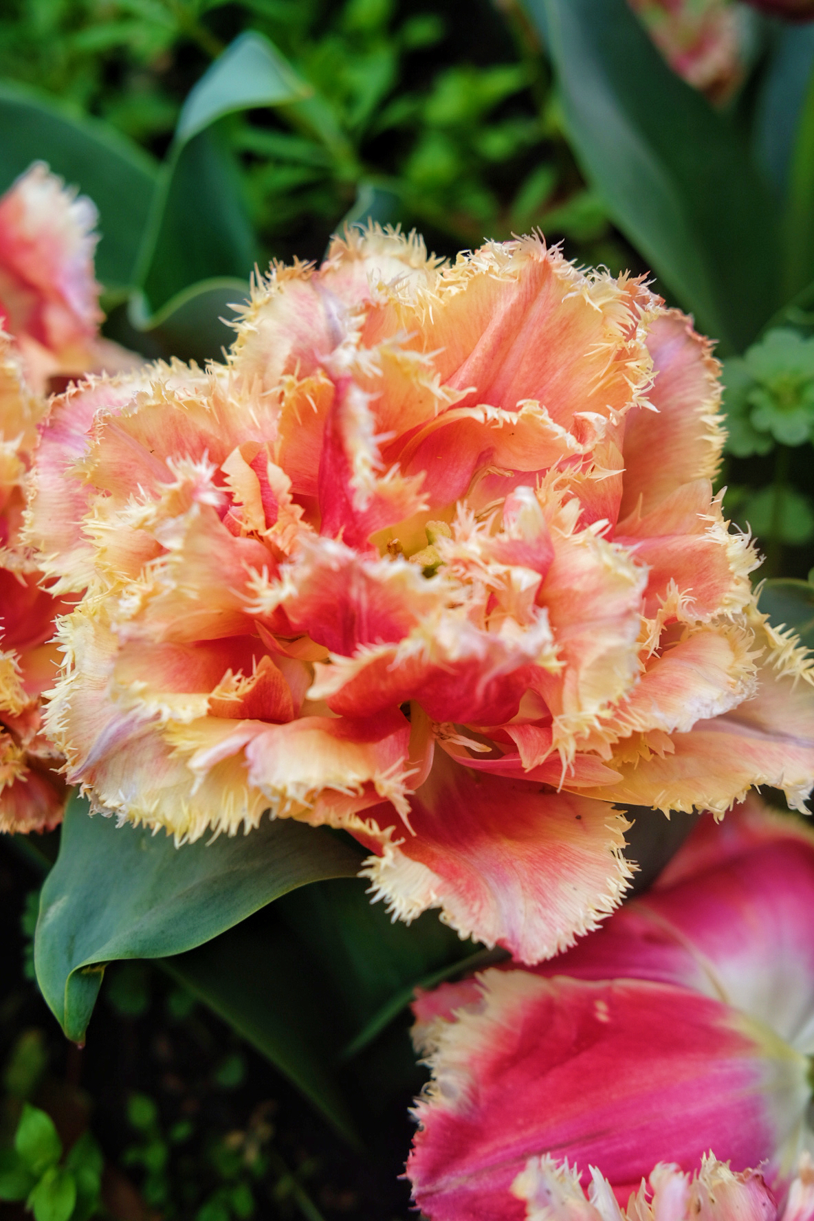 浦东鲜花港旅游景点攻略一日游,上海鲜花港旅游攻略