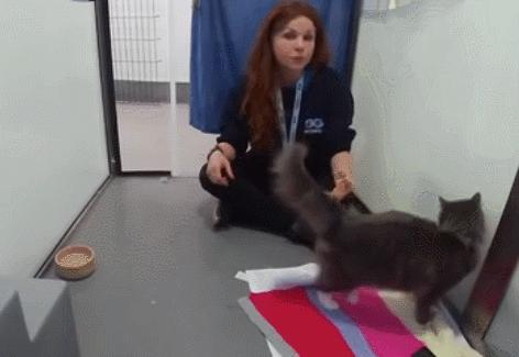 如何给猫猫做品种认证,如何通过科学实验提升猫的智商