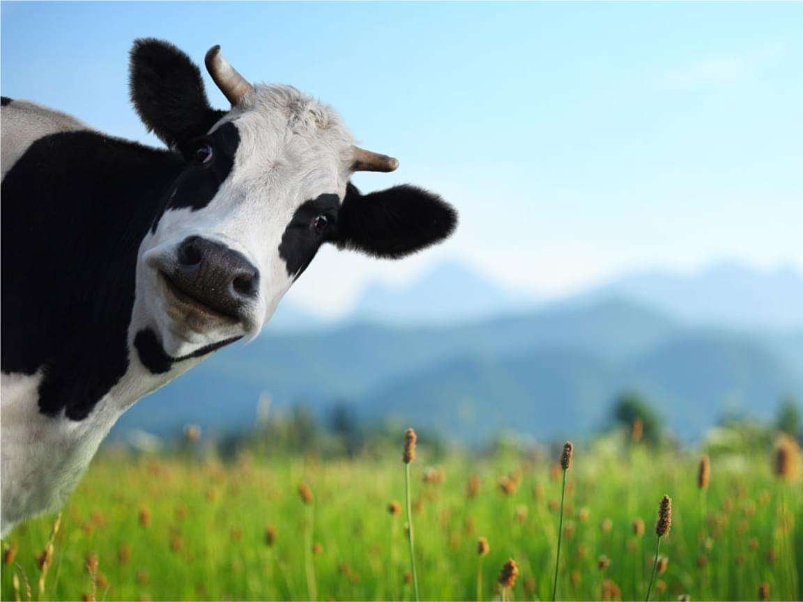 天价牛奶占领超市货柜，背后是智商税吗，那它又贵在了哪里？