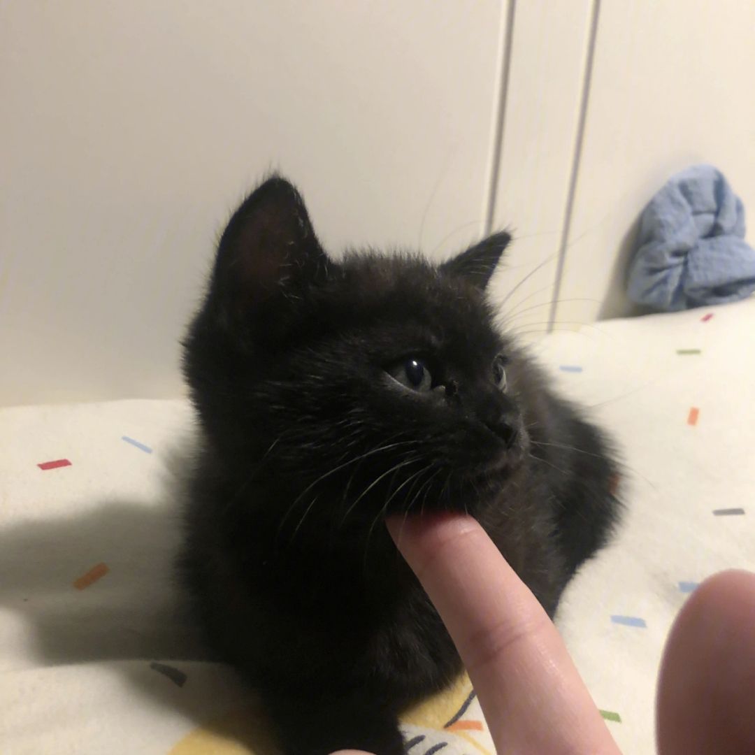 玄猫为什么辟邪,玄猫应该散养还是笼养