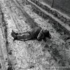 鏃ュ啗鍏借,鏃ユ湰渚靛崕鍏借鐓х墖