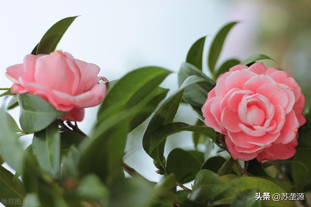 中国十大名花茶花香味排行榜,中国十大名花之一排行榜