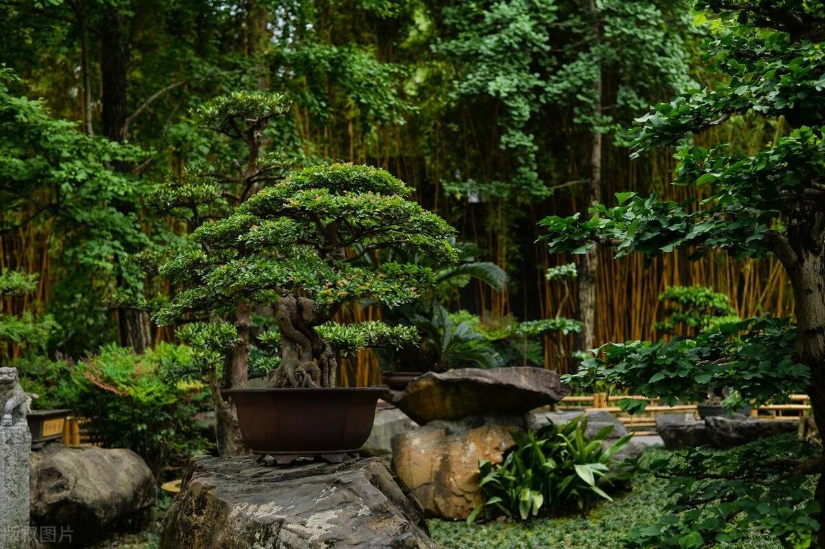 新手入门盆景老桩如何嫁接,石头盆景初学入门技巧