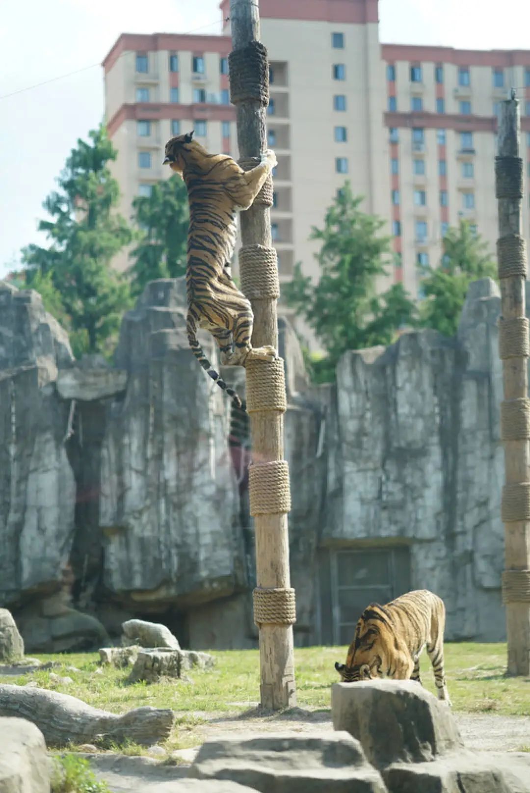 上海野生动物园建议周六周天去吗,上海野生动物园通玩一日游攻略