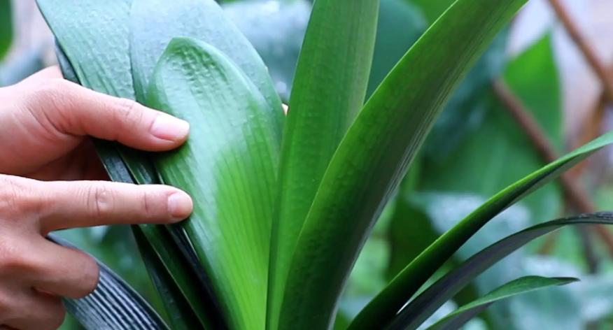 君子兰什么时候可以矫正叶子,君子兰一季看花三季看果四季观叶