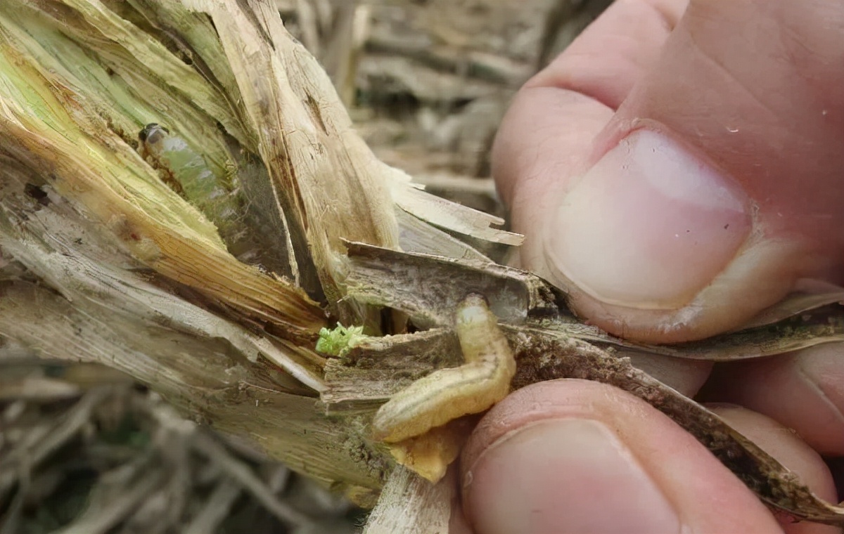 秸秆氨化处理方法,秸秆灰渣最佳处理方法