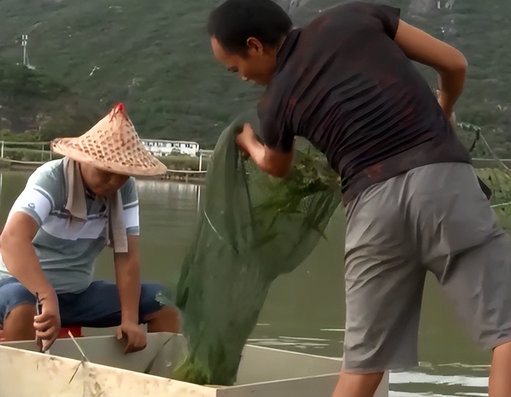 最大黄油蟹养殖户,男子养螃蟹